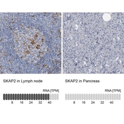 SCAP2 Antibody, Novus Biologicals 0.1 mL | Buy Online | Novus Biologicals | Fisher Scientific